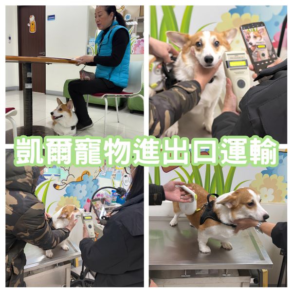 2025/01/14『中國』柯基犬與主人一同飛中國~~~~~